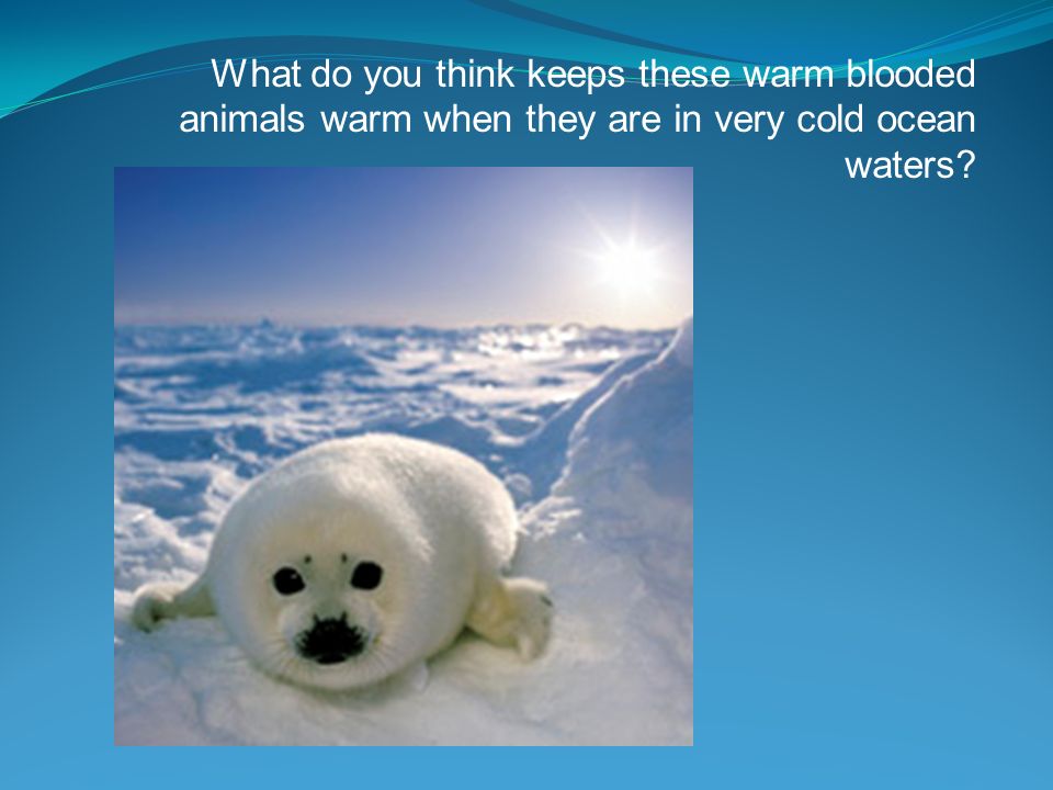 warm-blooded vertebrates that include human beings and all other animals  that nourish their young with milk produced by mammary glands and have the  skin. - ppt download