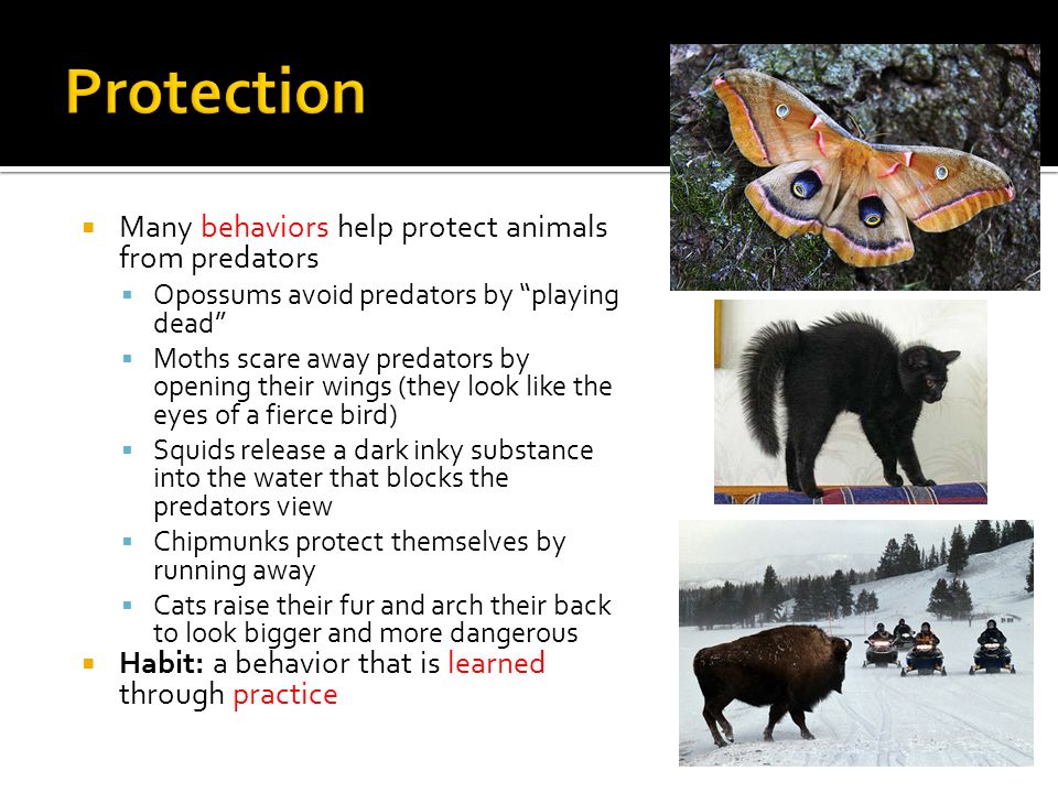   Behavior: any way that an animal interacts with its environment   Includes finding food, ways that animals protect themselves, make homes,  find. - ppt download