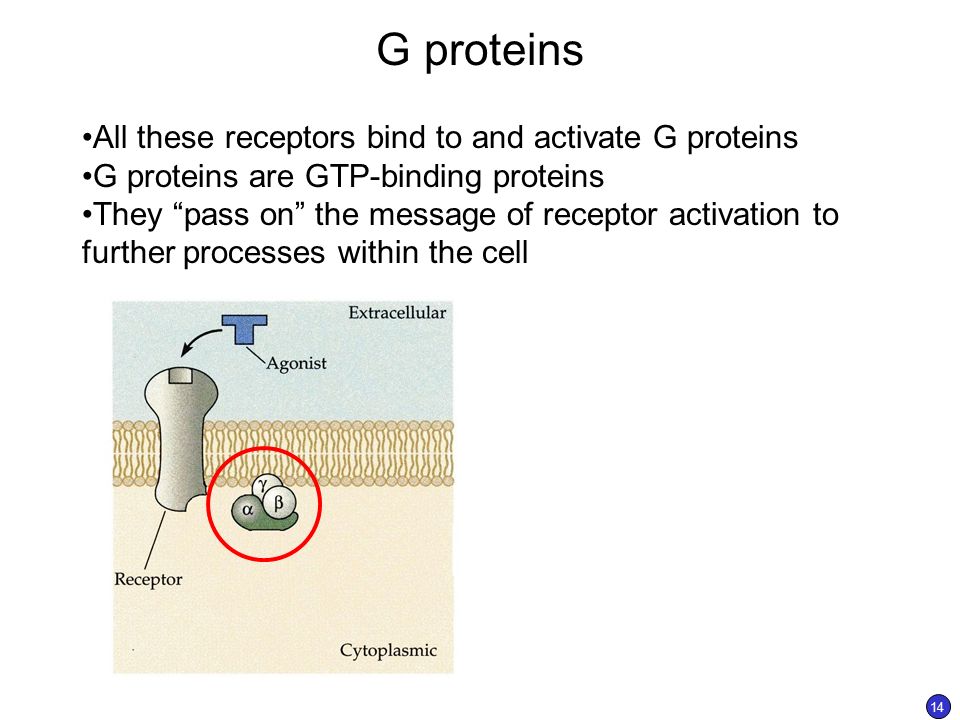 G proteins All these receptors bind to and activate G proteins G proteins are GTP-binding proteins They pass on the message of receptor activation to further processes within the cell 14