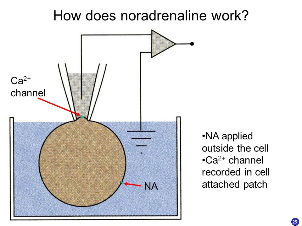 How does noradrenaline work.
