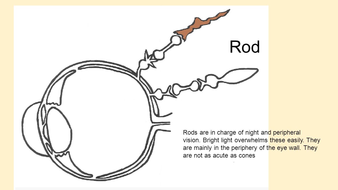 Rod Rods are in charge of night and peripheral vision.