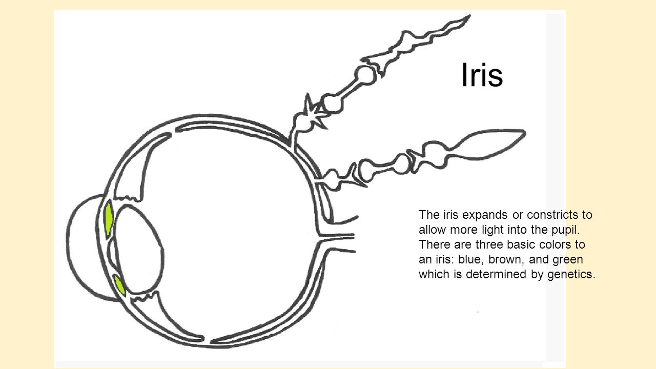 Iris The iris expands or constricts to allow more light into the pupil.