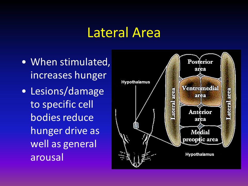 Lateral Area When stimulated, increases hunger Lesions/damage to specific cell bodies reduce hunger drive as well as general arousal Hypothalamus