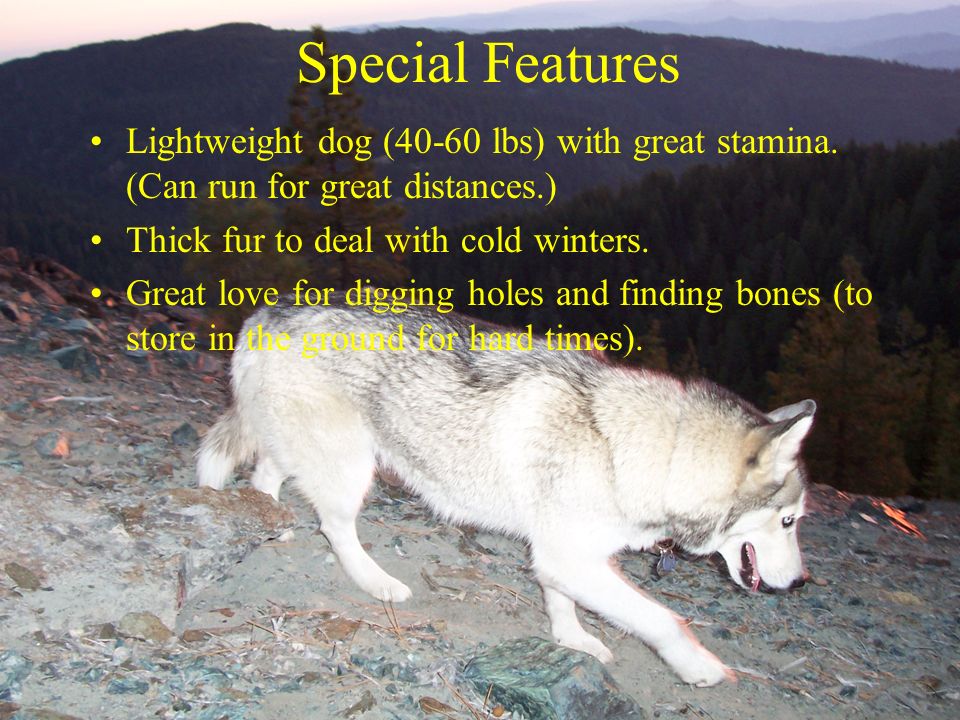 Where Did Huskies Originate From