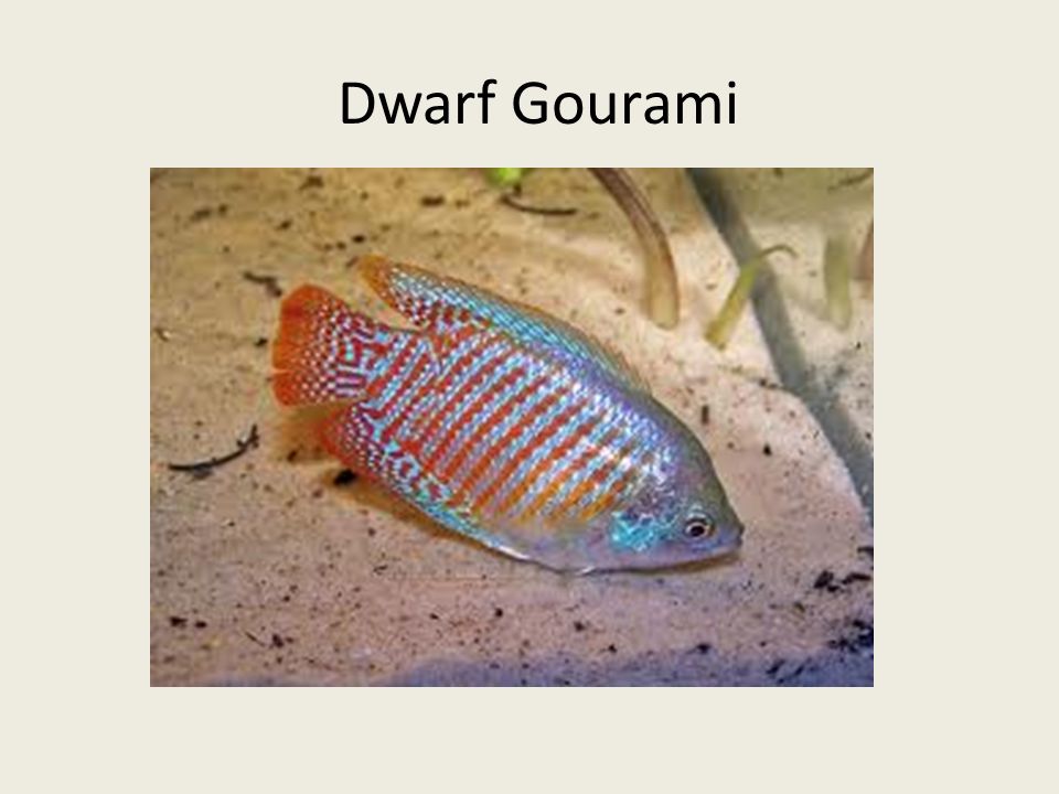 Dwarf Gourami