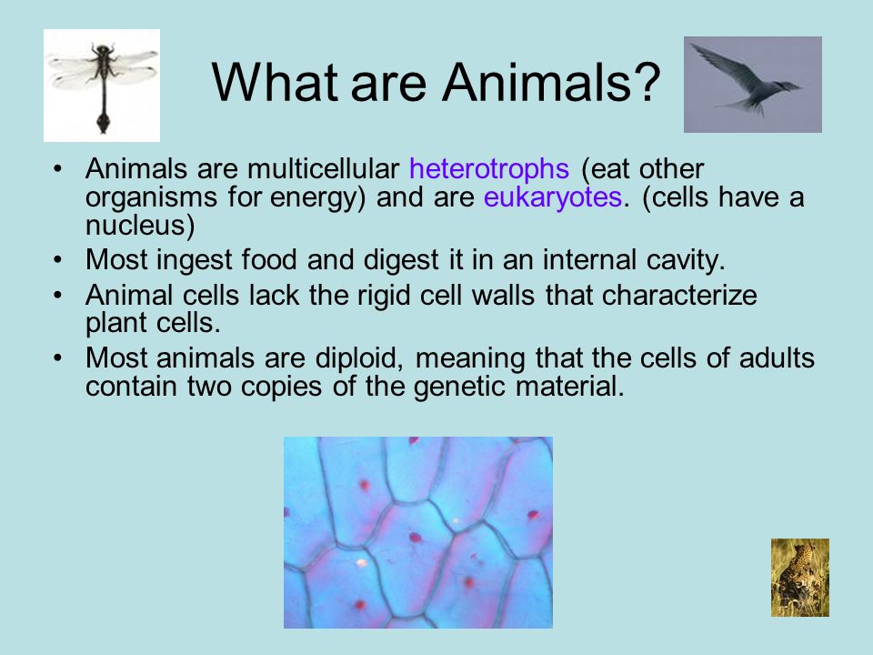 Animal Kingdom. What are Animals? Animals are multicellular heterotrophs  (eat other organisms for energy) and are eukaryotes. (cells have a nucleus)  Most. - ppt download