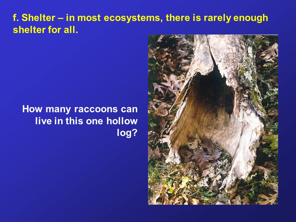 f. Shelter – in most ecosystems, there is rarely enough shelter for all.