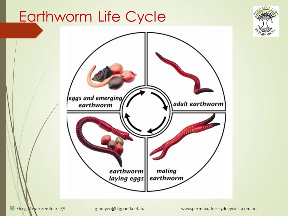 Greg Meyer Seminars P/L Worms Alive! Worms Alive! - ppt download