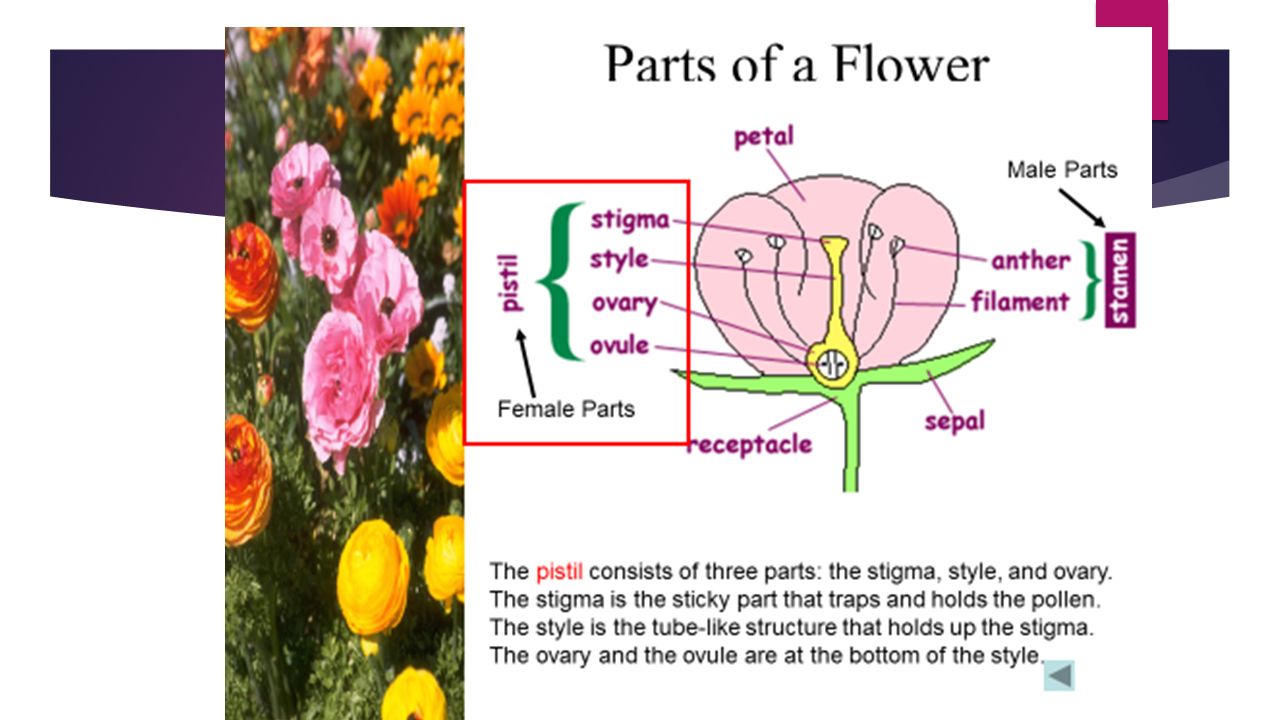 Structural Adaptations For Reproduction Parts Of A Flower 4 6 Ppt Download