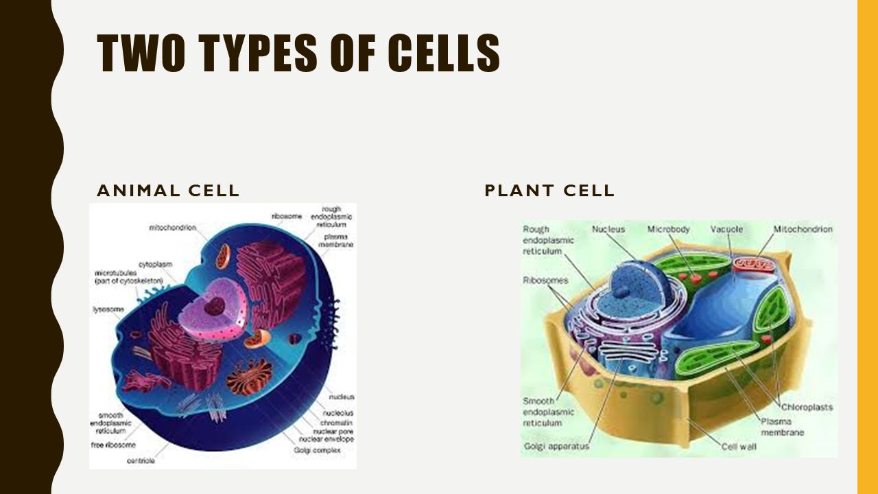 THE CELL COULTER. TWO TYPES OF CELLS ANIMAL CELLPLANT CELL. - ppt download