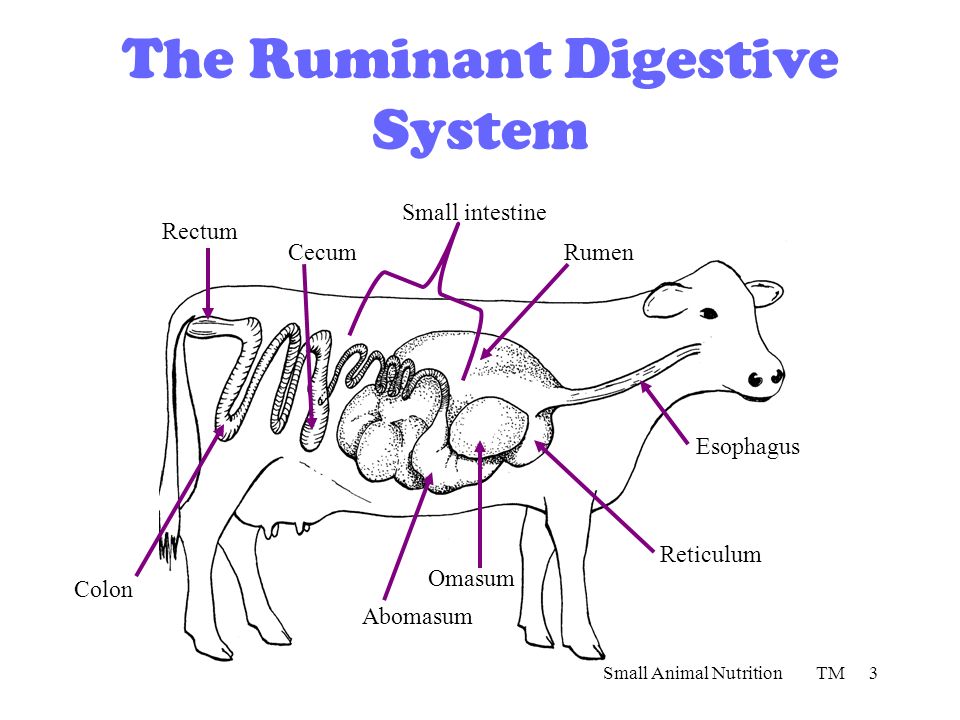 Digestive Systems Small Animal Nutrition TM1 Agriculture, Food, and Natural  Resource Standards Addressed Small Animal Nutrition TM2 AS Analyze. - ppt  download