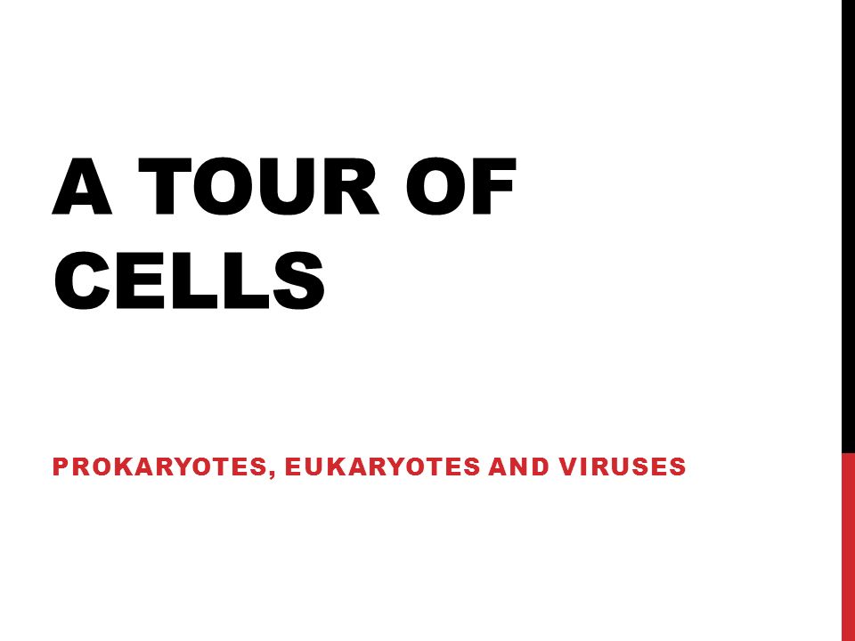 A TOUR OF CELLS PROKARYOTES, EUKARYOTES AND VIRUSES