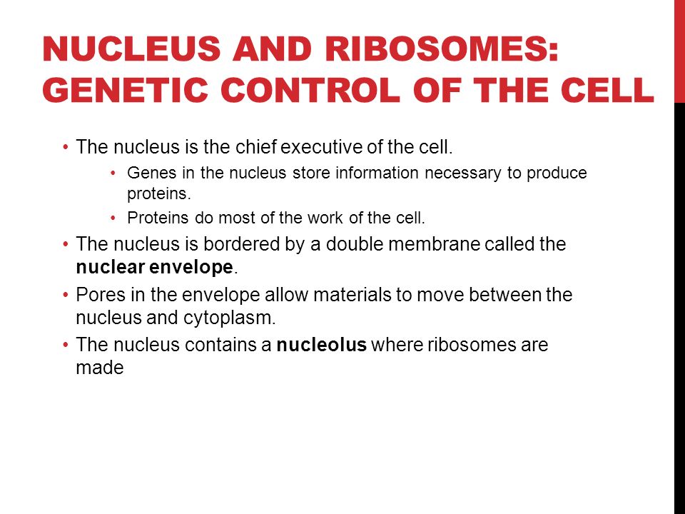 NUCLEUS AND RIBOSOMES: GENETIC CONTROL OF THE CELL The nucleus is the chief executive of the cell.