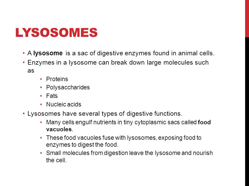 LYSOSOMES A lysosome is a sac of digestive enzymes found in animal cells.