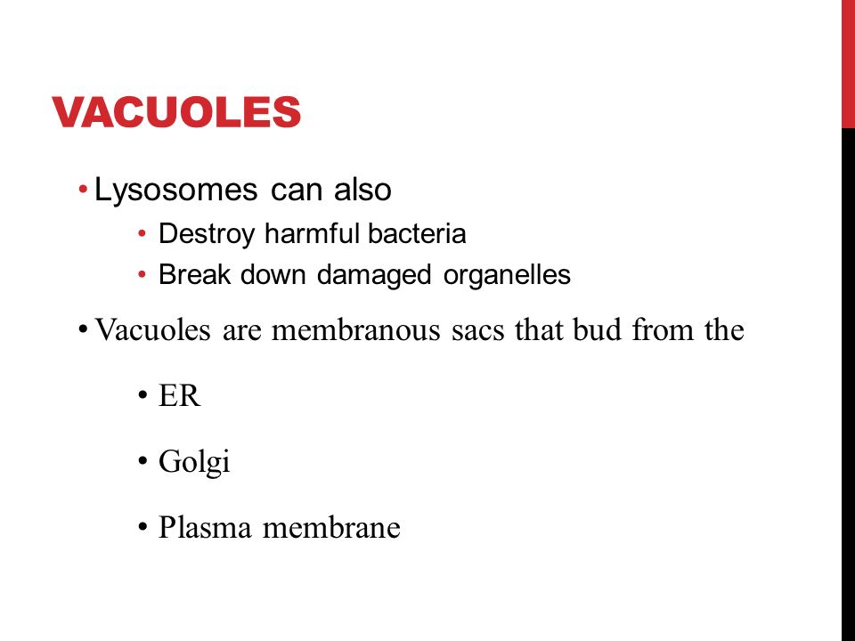 VACUOLES Lysosomes can also Destroy harmful bacteria Break down damaged organelles Vacuoles are membranous sacs that bud from the ER Golgi Plasma membrane