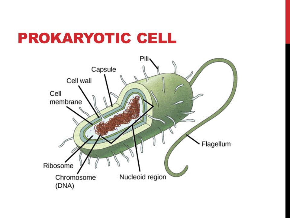 PROKARYOTIC CELL
