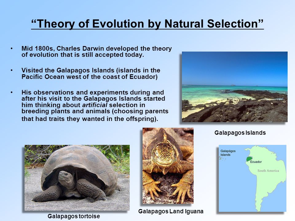 Theory of Evolution by Natural Selection Mid 1800s, Charles Darwin developed the theory of evolution that is still accepted today.