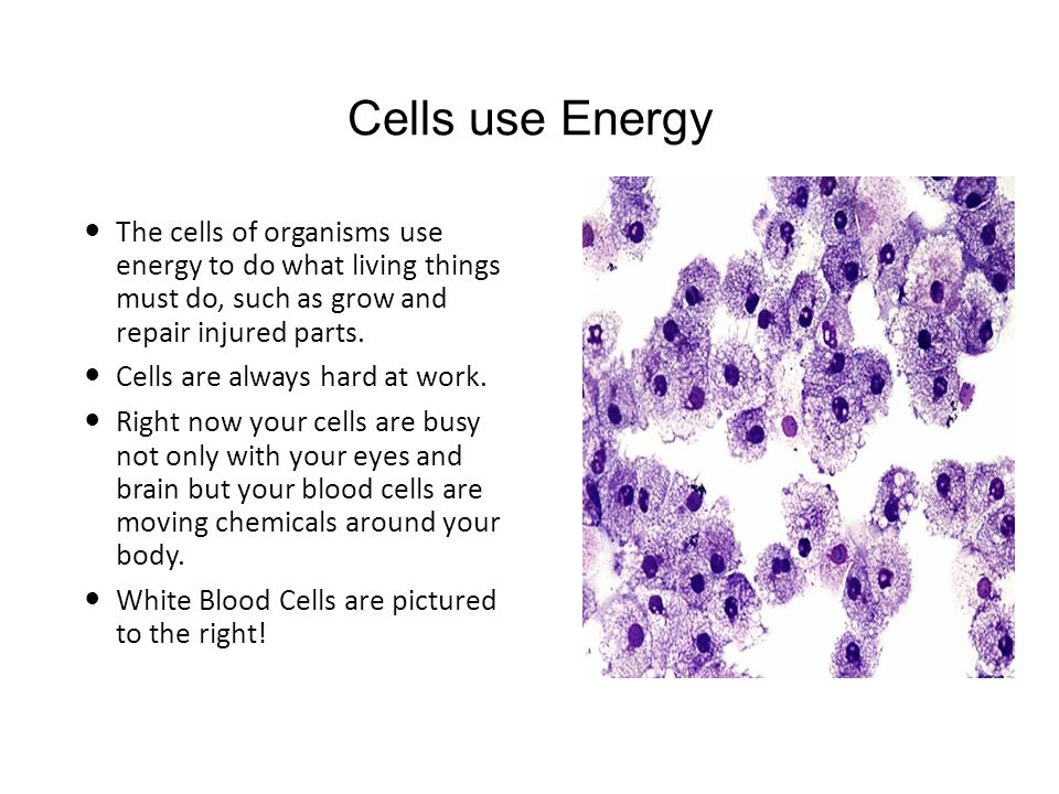 The Big Discussion on Cells Did you say Cells? Yes I said Cells ...