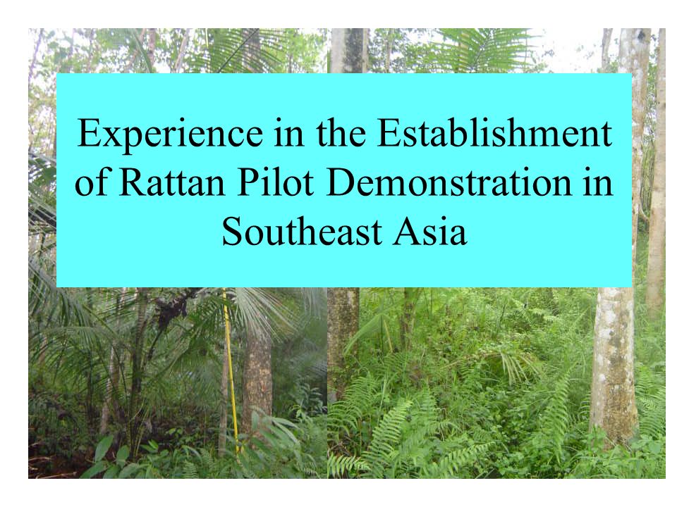 Experience in the Establishment of Rattan Pilot Demonstration in Southeast Asia