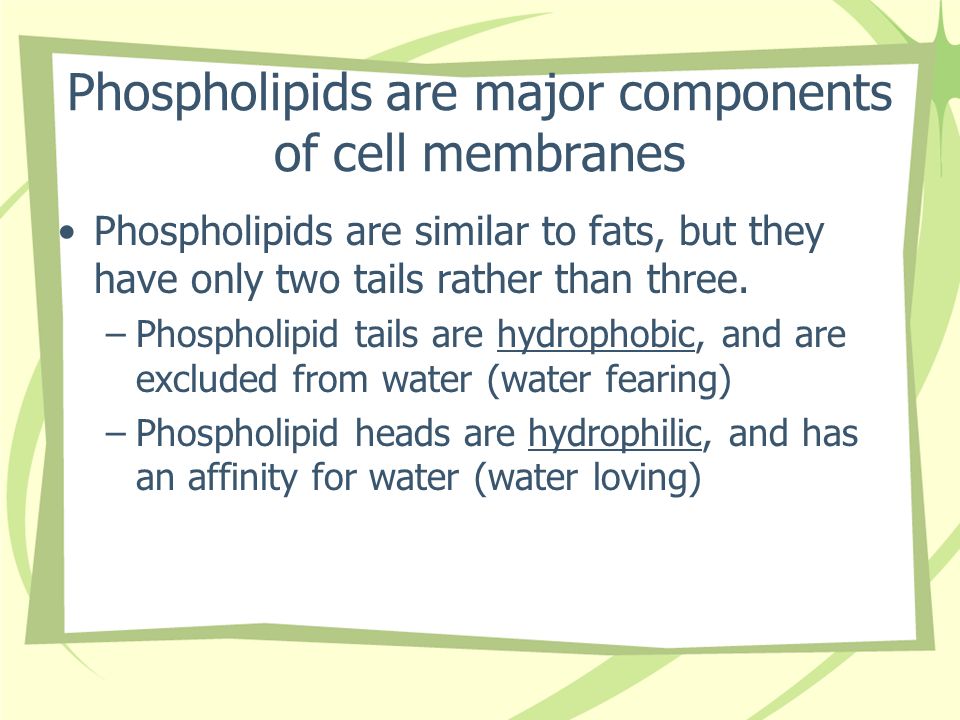 Phospholipids are major components of cell membranes Phospholipids are similar to fats, but they have only two tails rather than three.