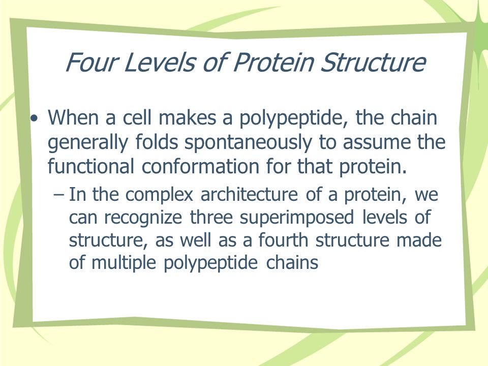 Four Levels of Protein Structure When a cell makes a polypeptide, the chain generally folds spontaneously to assume the functional conformation for that protein.