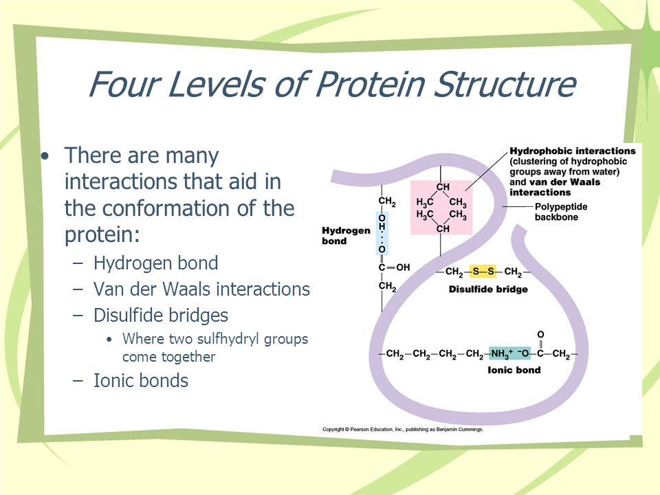 Four Levels of Protein Structure There are many interactions that aid in the conformation of the protein: –Hydrogen bond –Van der Waals interactions –Disulfide bridges Where two sulfhydryl groups come together –Ionic bonds