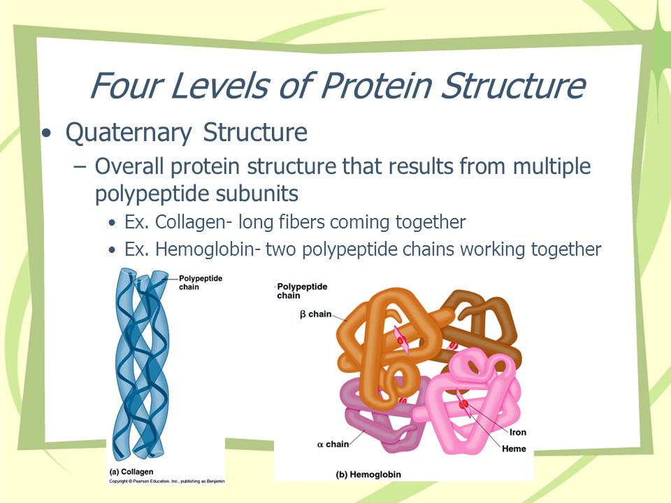 Four Levels of Protein Structure Quaternary Structure –Overall protein structure that results from multiple polypeptide subunits Ex.