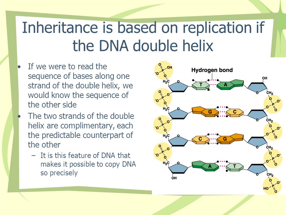 Inheritance is based on replication if the DNA double helix If we were to read the sequence of bases along one strand of the double helix, we would know the sequence of the other side The two strands of the double helix are complimentary, each the predictable counterpart of the other –It is this feature of DNA that makes it possible to copy DNA so precisely