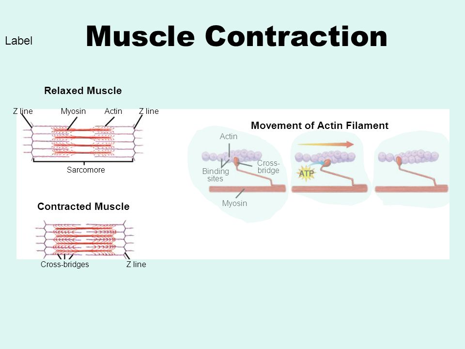 Relaxed Muscle Contracted Muscle Z lineMyosinActinZ line Sarcomore Cross-bridgesZ line Movement of Actin Filament Actin Binding sites Cross- bridge Myosin Muscle Contraction Label