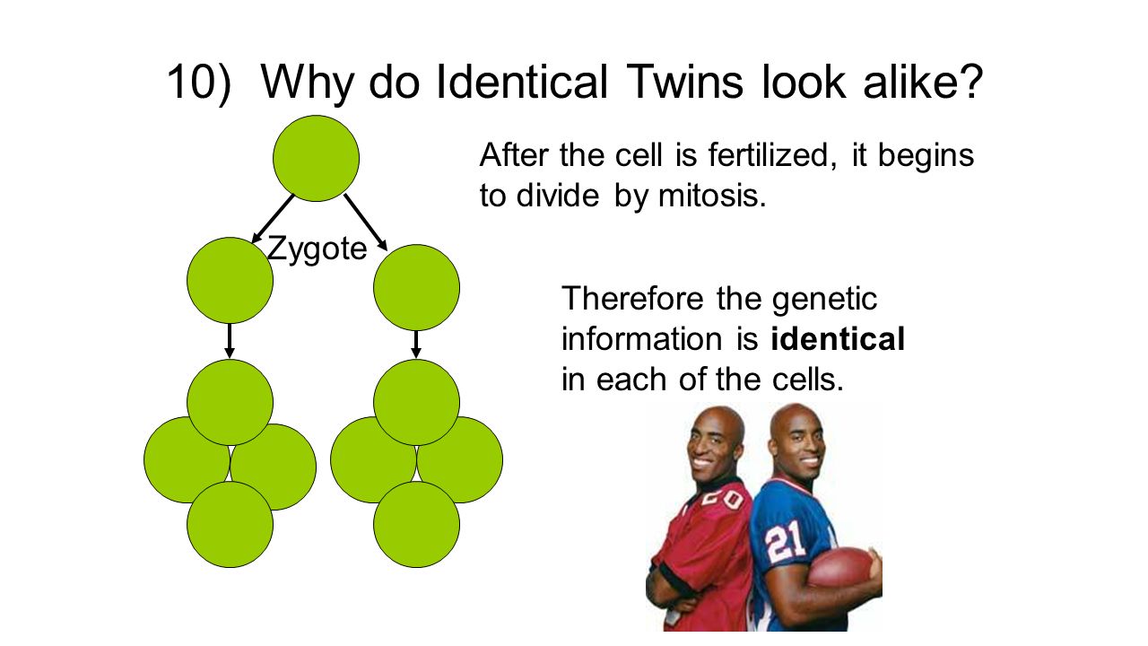 10) Why do Identical Twins look alike.