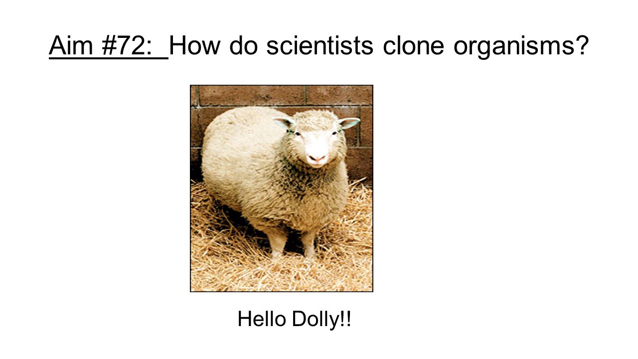 Aim #72: How do scientists clone organisms Hello Dolly!!