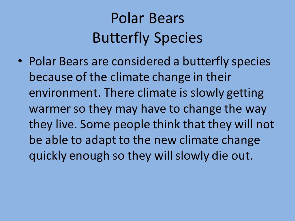 Polar Bears Butterfly Species Polar Bears are considered a butterfly species because of the climate change in their environment.