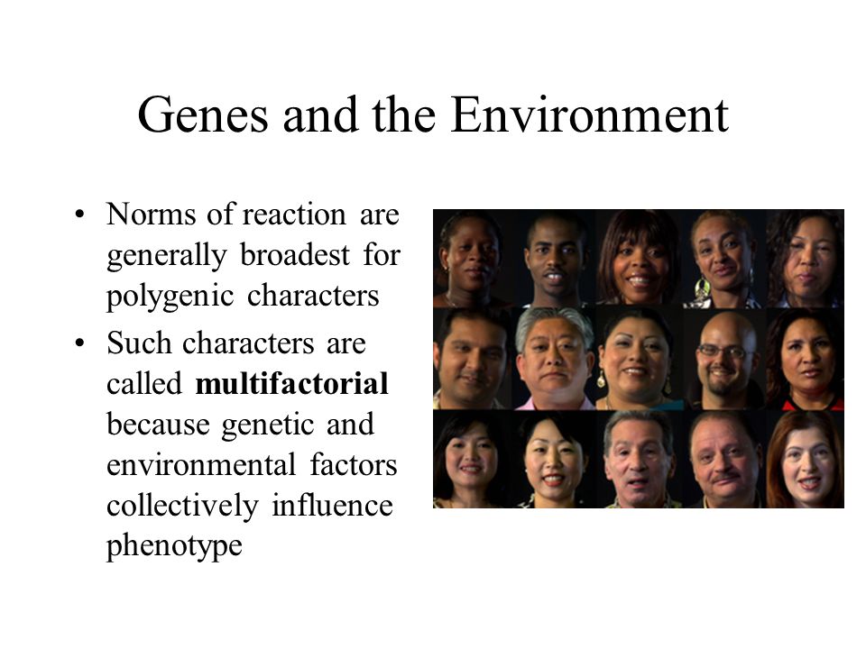 Norms of reaction are generally broadest for polygenic characters Such characters are called multifactorial because genetic and environmental factors collectively influence phenotype Genes and the Environment