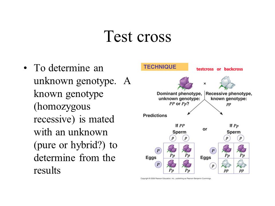 Test cross To determine an unknown genotype.