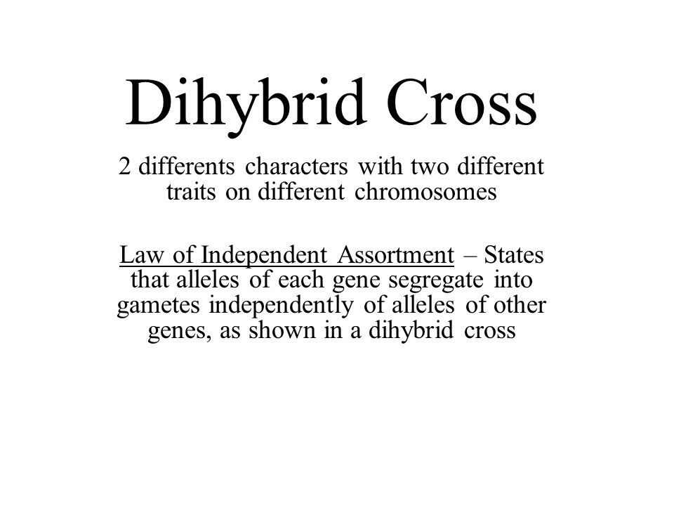Dihybrid Cross 2 differents characters with two different traits on different chromosomes Law of Independent Assortment – States that alleles of each gene segregate into gametes independently of alleles of other genes, as shown in a dihybrid cross
