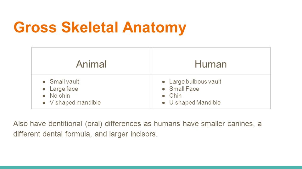 Gross Skeletal Anatomy Also have dentitional (oral) differences as humans have smaller canines, a different dental formula, and larger incisors.