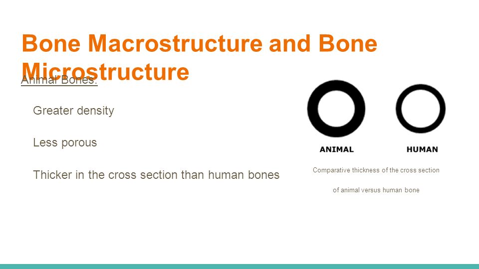 Bone Macrostructure and Bone Microstructure Animal Bones: Greater density Less porous Thicker in the cross section than human bones Comparative thickness of the cross section of animal versus human bone