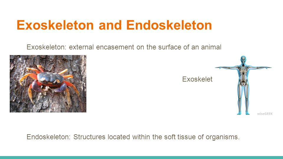 Exoskeleton and Endoskeleton Exoskeleton: external encasement on the surface of an animal Exoskeleton vs.