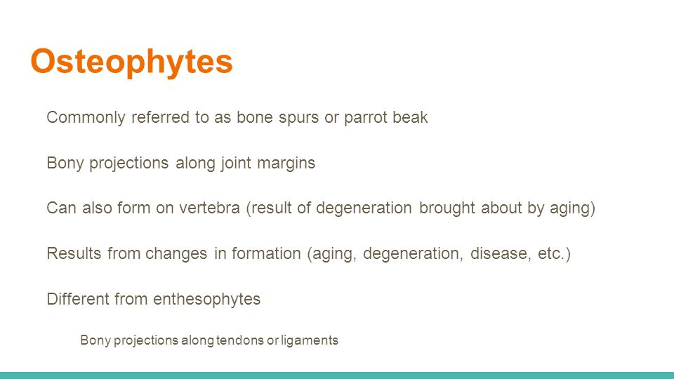 Osteophytes Commonly referred to as bone spurs or parrot beak Bony projections along joint margins Can also form on vertebra (result of degeneration brought about by aging) Results from changes in formation (aging, degeneration, disease, etc.) Different from enthesophytes Bony projections along tendons or ligaments