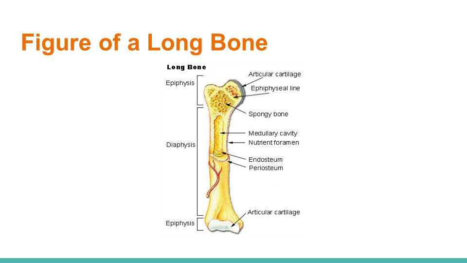 Figure of a Long Bone