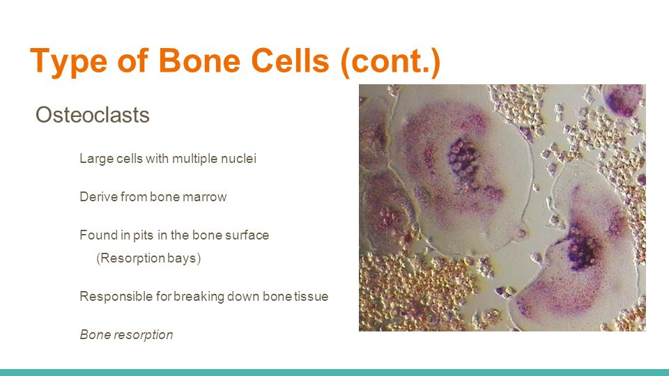Type of Bone Cells (cont.) Osteoclasts Large cells with multiple nuclei Derive from bone marrow Found in pits in the bone surface (Resorption bays) Responsible for breaking down bone tissue Bone resorption
