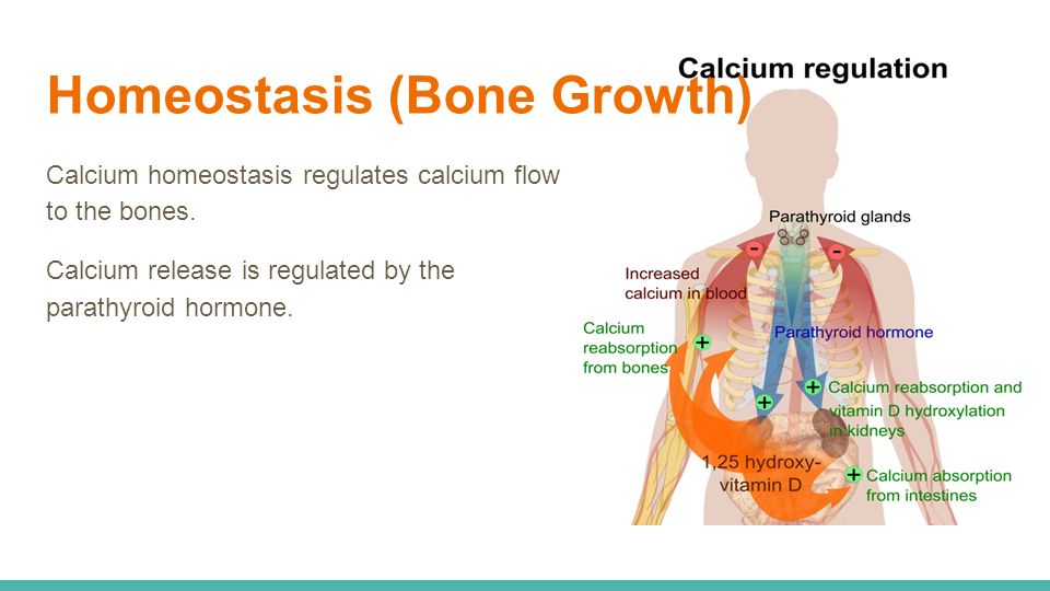 Homeostasis (Bone Growth) Calcium homeostasis regulates calcium flow to the bones.