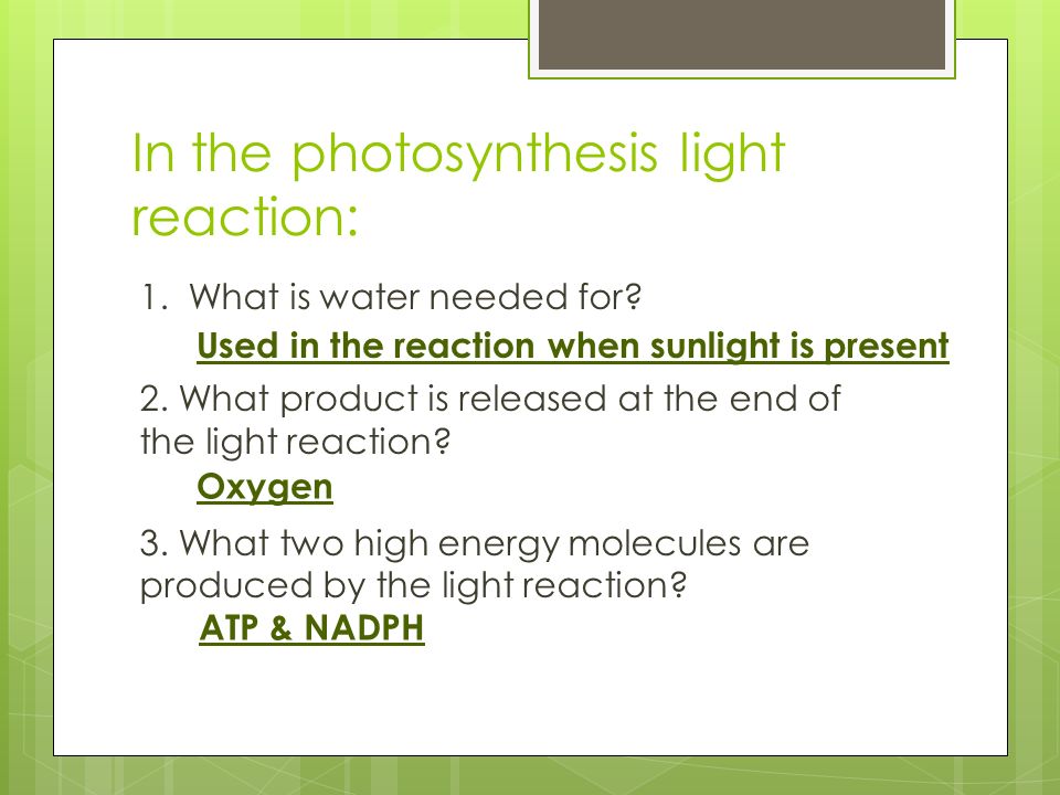 In the photosynthesis light reaction: 1. What is water needed for.