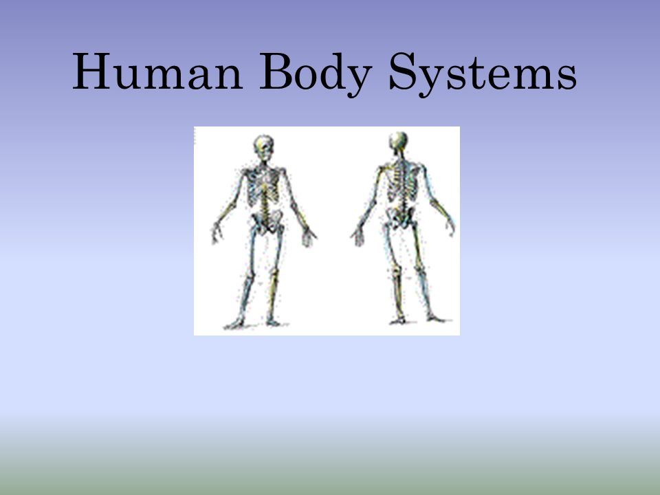 Standard: S7L2.e Explain the purpose of the major organ systems in the ...