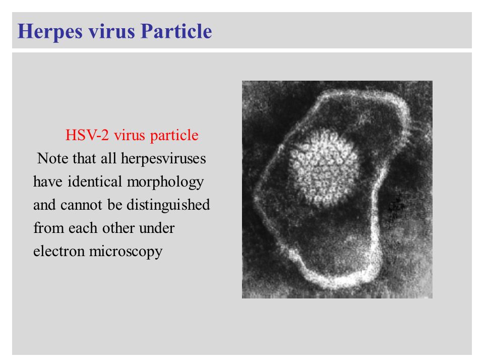 herpes virus human papillomavirus