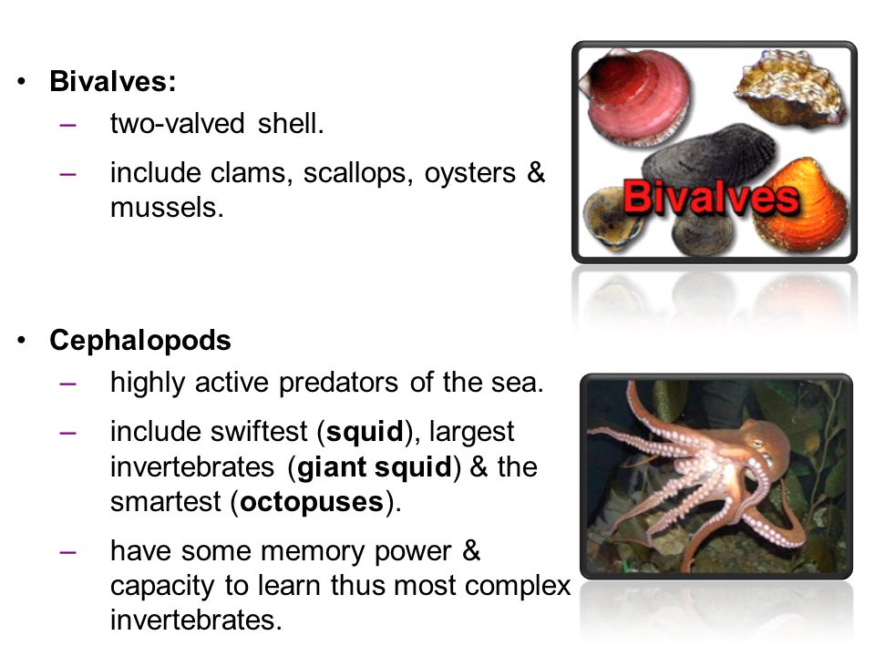 Lecture 5 Animal Evolution – The Invertebrates. Gastropods:  largest of  class, most diverse  include snails & slugs.  foot spreads while  crawling. - ppt download