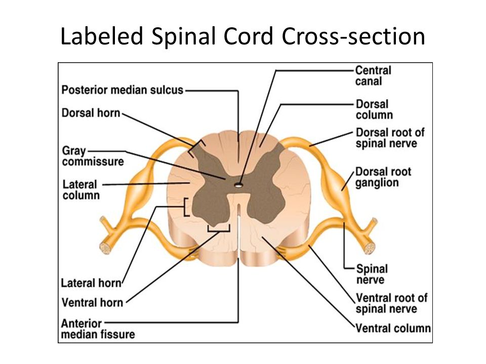 Presentation on theme: "Functional Organization of the Spinal Cord Cha...