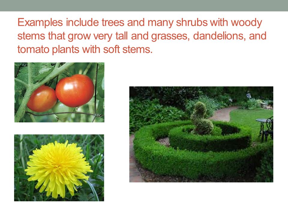 Examples include trees and many shrubs with woody stems that grow very tall and grasses, dandelions, and tomato plants with soft stems.