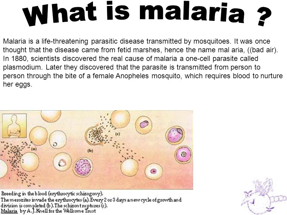 Malaria is a life-threatening parasitic disease transmitted by mosquitoes.