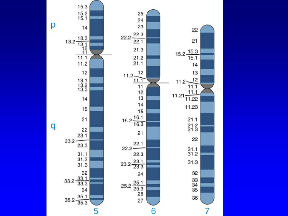 Мужская хромосома 5. 5 Хромосома. Пятая хромосома человека. Размеры хромосом.